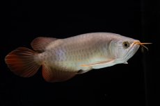 画像11: SUMO Fe.47（横綱） (11)