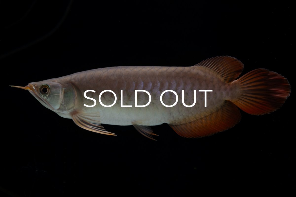 画像16: SUMO Fe.47（横綱） (16)