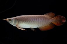 画像16: SUMO Fe.47（横綱） (16)