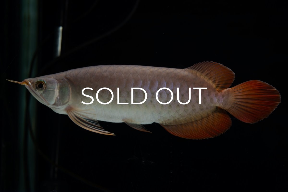 画像14: SUMO Fe.47（横綱） (14)