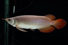 画像14: SUMO Fe.47（横綱） (14)