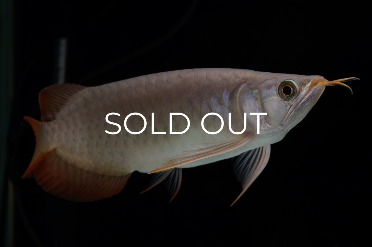 画像19: SUMO Fe.47（横綱） (19)