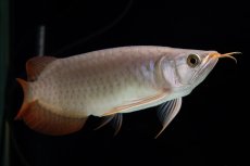 画像19: SUMO Fe.47（横綱） (19)