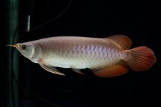 画像12: SUMO Fe.47（横綱） (12)