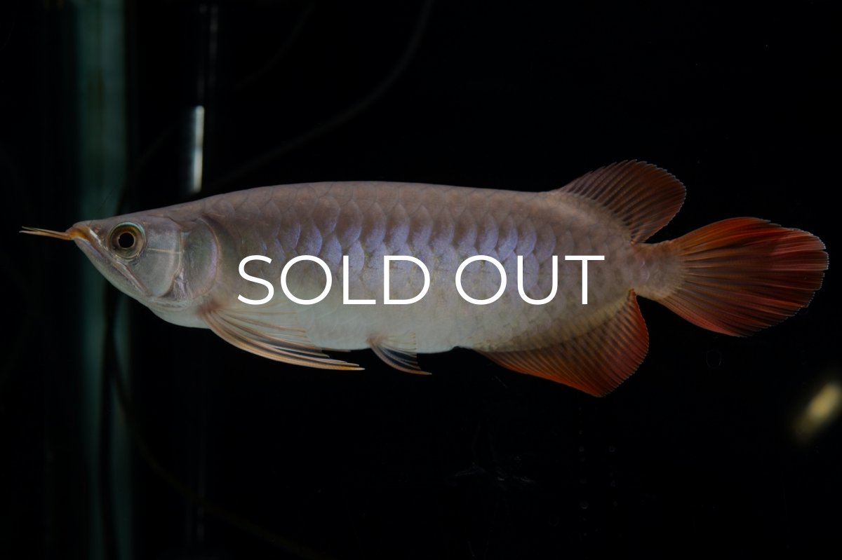 画像10: SUMO Fe.47（横綱） (10)