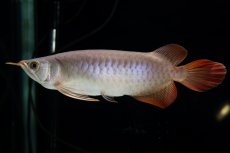 画像10: SUMO Fe.47（横綱） (10)