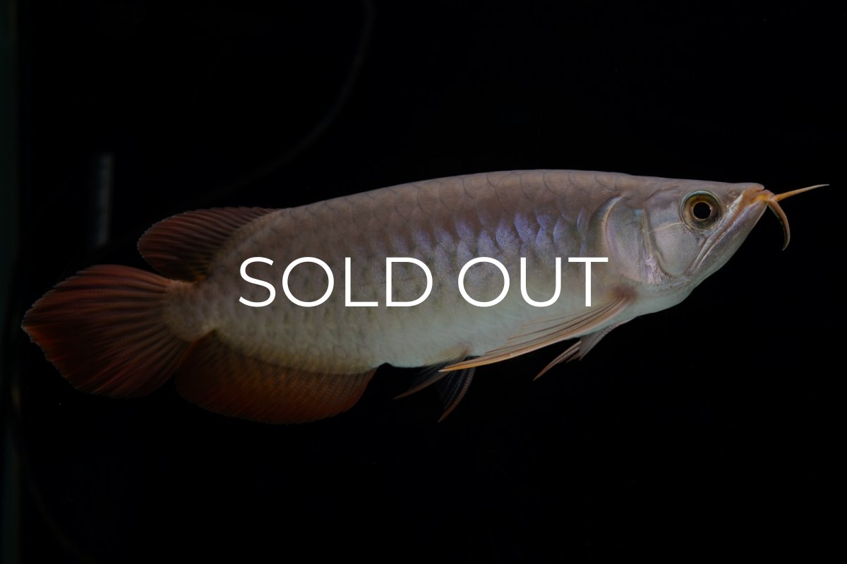 画像7: SUMO Fe.47（横綱） (7)