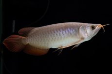 画像7: SUMO Fe.47（横綱） (7)