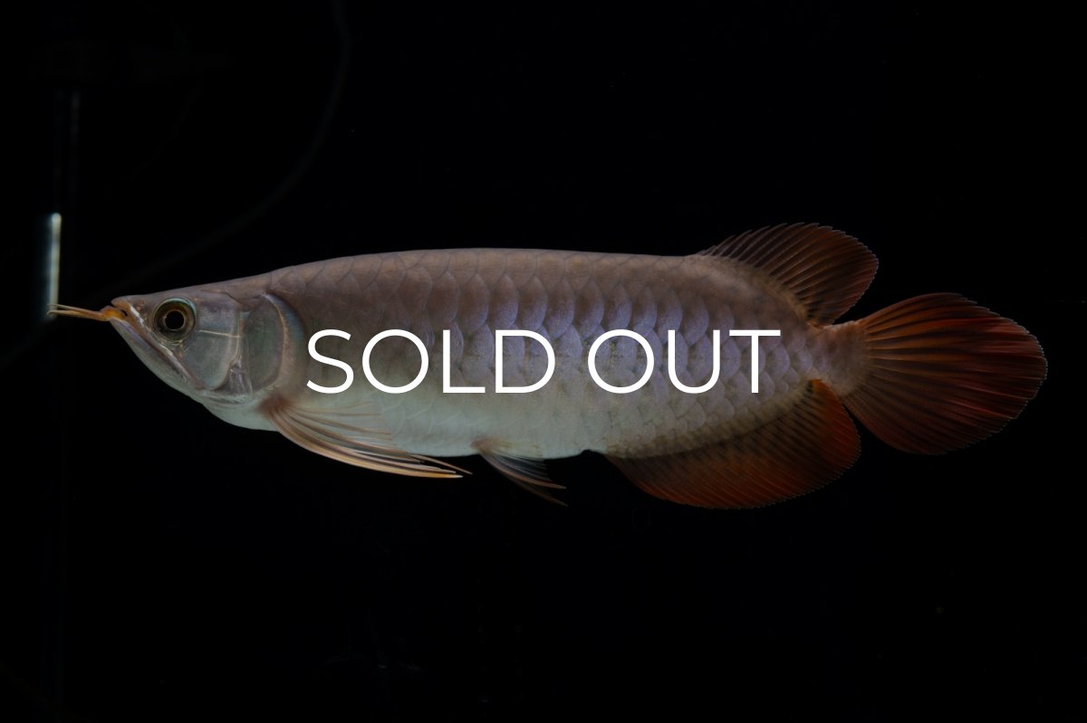 画像8: SUMO Fe.47（横綱） (8)