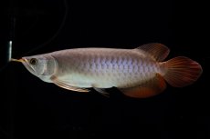 画像8: SUMO Fe.47（横綱） (8)