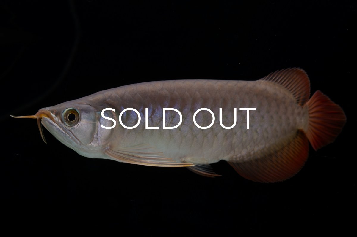 画像6: SUMO Fe.47（横綱） (6)