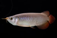 画像6: SUMO Fe.47（横綱） (6)