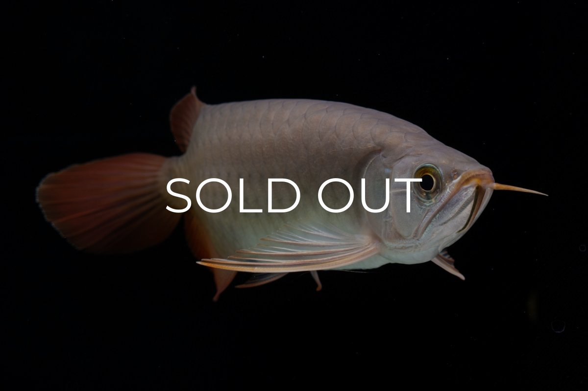 画像21: SUMO Fe.47（横綱） (21)