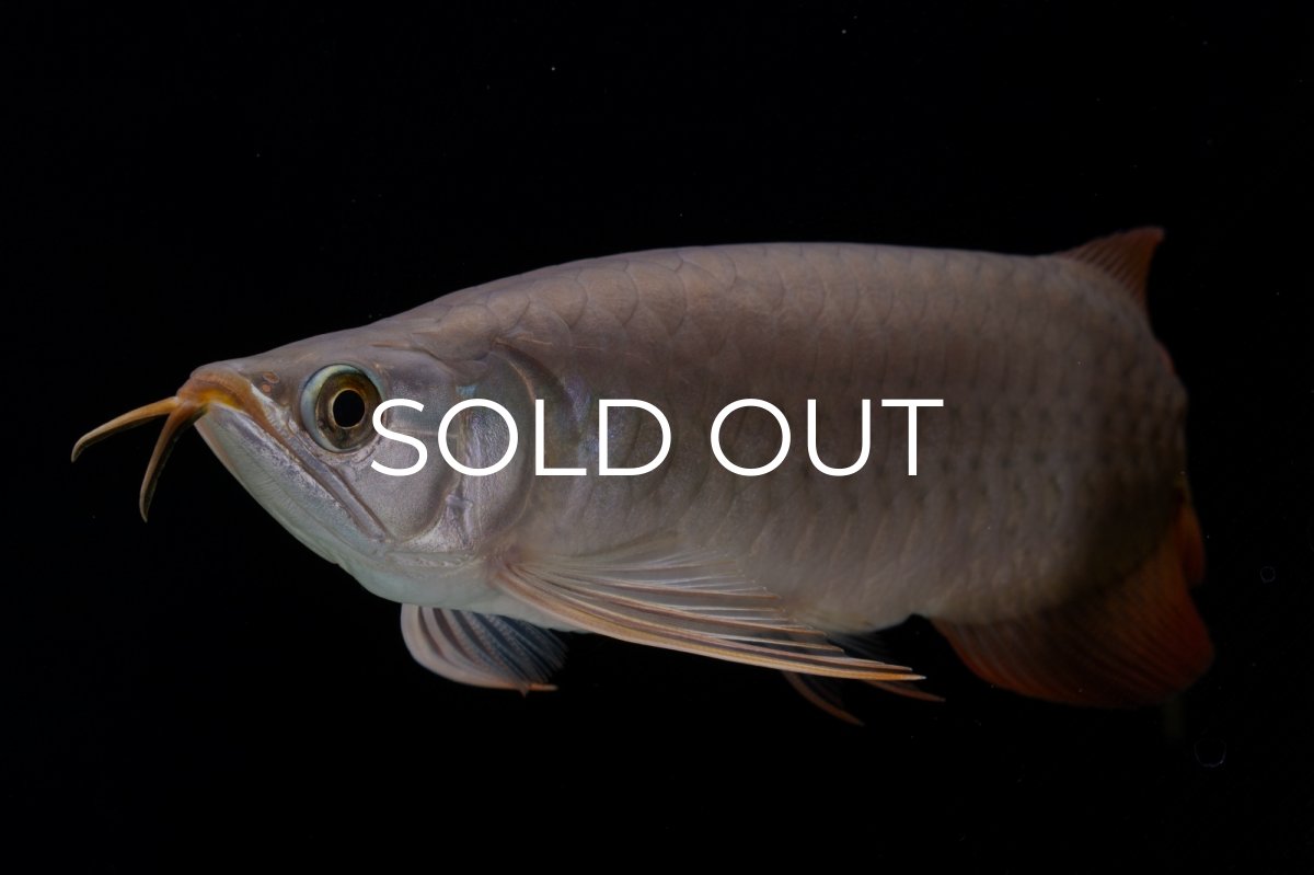 画像18: SUMO Fe.47（横綱） (18)