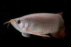 画像18: SUMO Fe.47（横綱） (18)