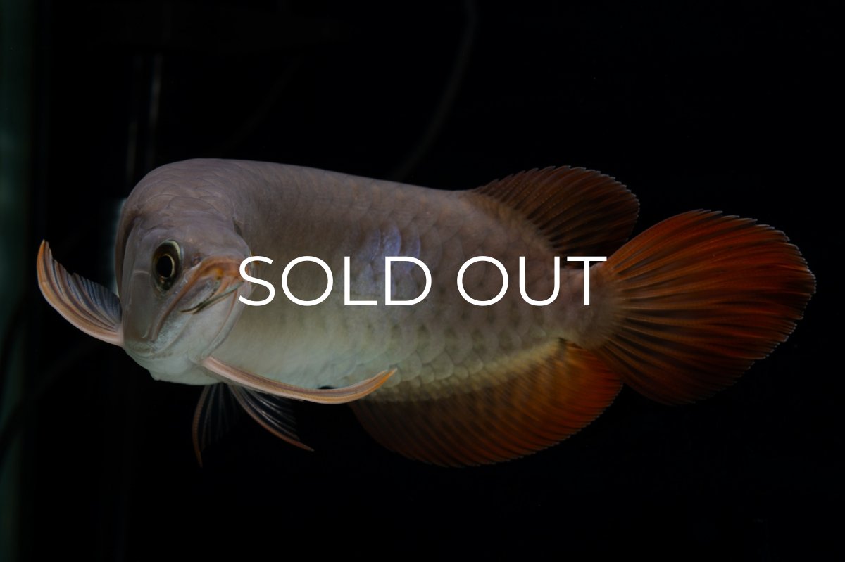 画像20: SUMO Fe.47（横綱） (20)