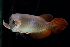 画像20: SUMO Fe.47（横綱） (20)