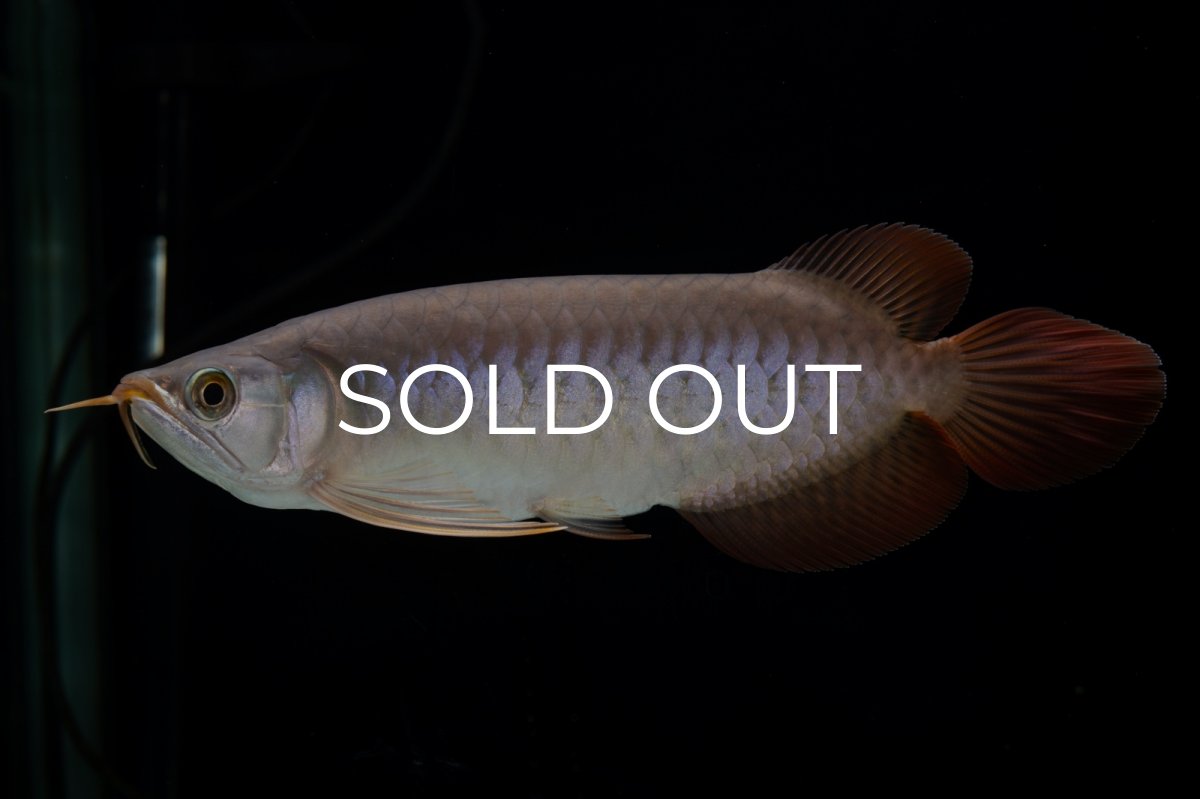 画像4: SUMO Fe.47（横綱） (4)