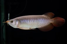 画像4: SUMO Fe.47（横綱） (4)