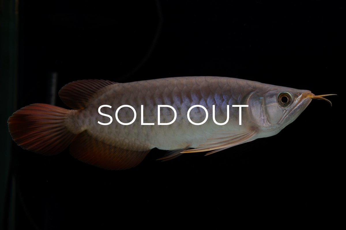 画像5: SUMO Fe.47（横綱） (5)