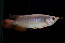 画像5: SUMO Fe.47（横綱） (5)