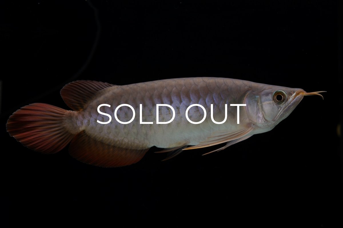 画像1: SUMO Fe.47（横綱） (1)