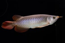 画像3: SUMO Fe.47（横綱） (3)