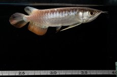 画像9: 紅尾金龍　NO.33（アクアリーダー産） (9)