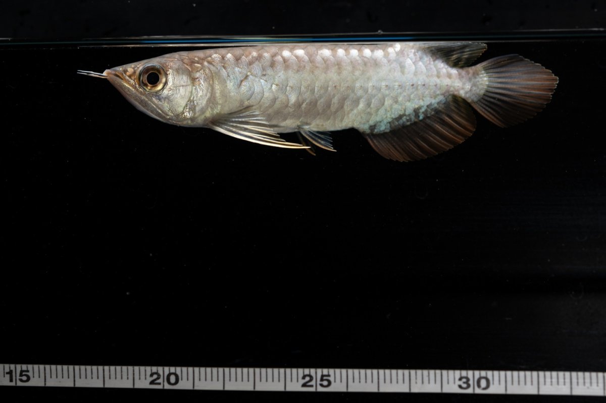 画像8: 紅尾金龍　NO.33（アクアリーダー産） (8)