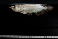 画像8: 紅尾金龍　NO.33（アクアリーダー産） (8)