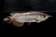 画像3: 紅尾金龍　NO.33（アクアリーダー産） (3)