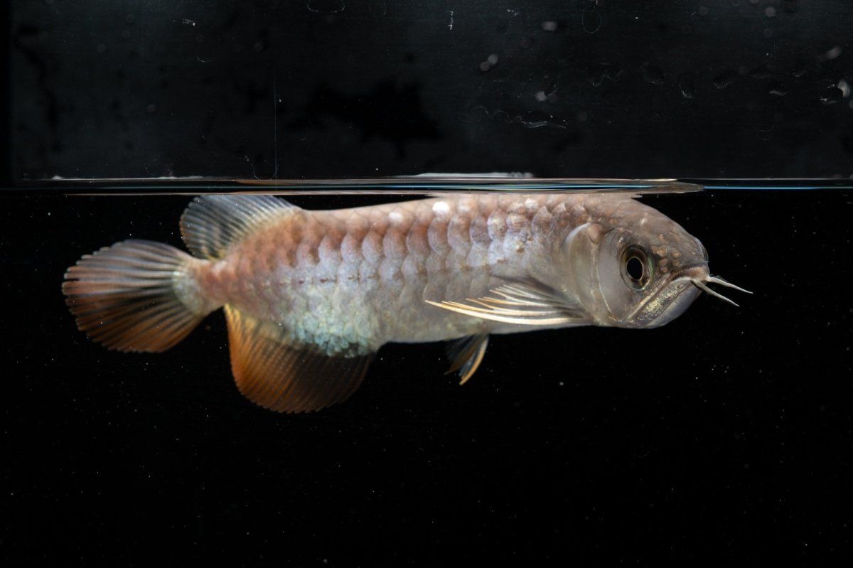 画像7: 紅尾金龍　NO.33（アクアリーダー産） (7)