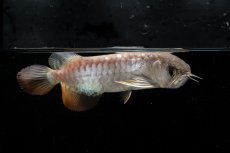 画像7: 紅尾金龍　NO.33（アクアリーダー産） (7)