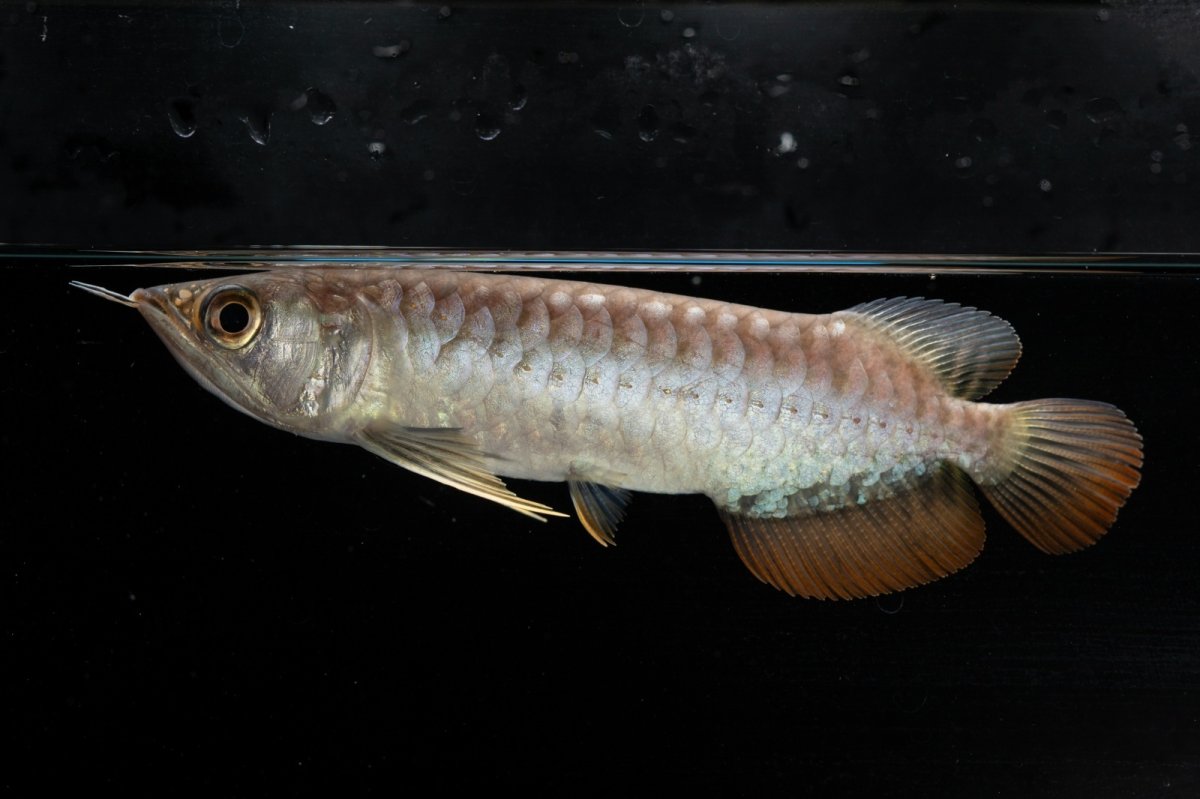 画像4: 紅尾金龍　NO.33（アクアリーダー産） (4)