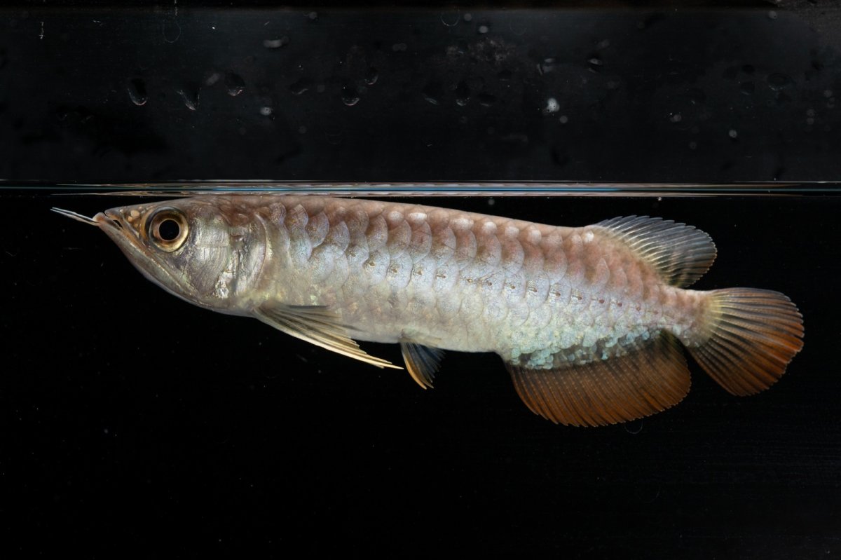 画像2: 紅尾金龍　NO.33（アクアリーダー産） (2)