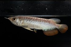 画像2: 紅尾金龍　NO.33（アクアリーダー産） (2)