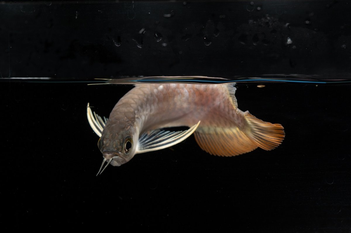 画像6: 紅尾金龍　NO.33（アクアリーダー産） (6)