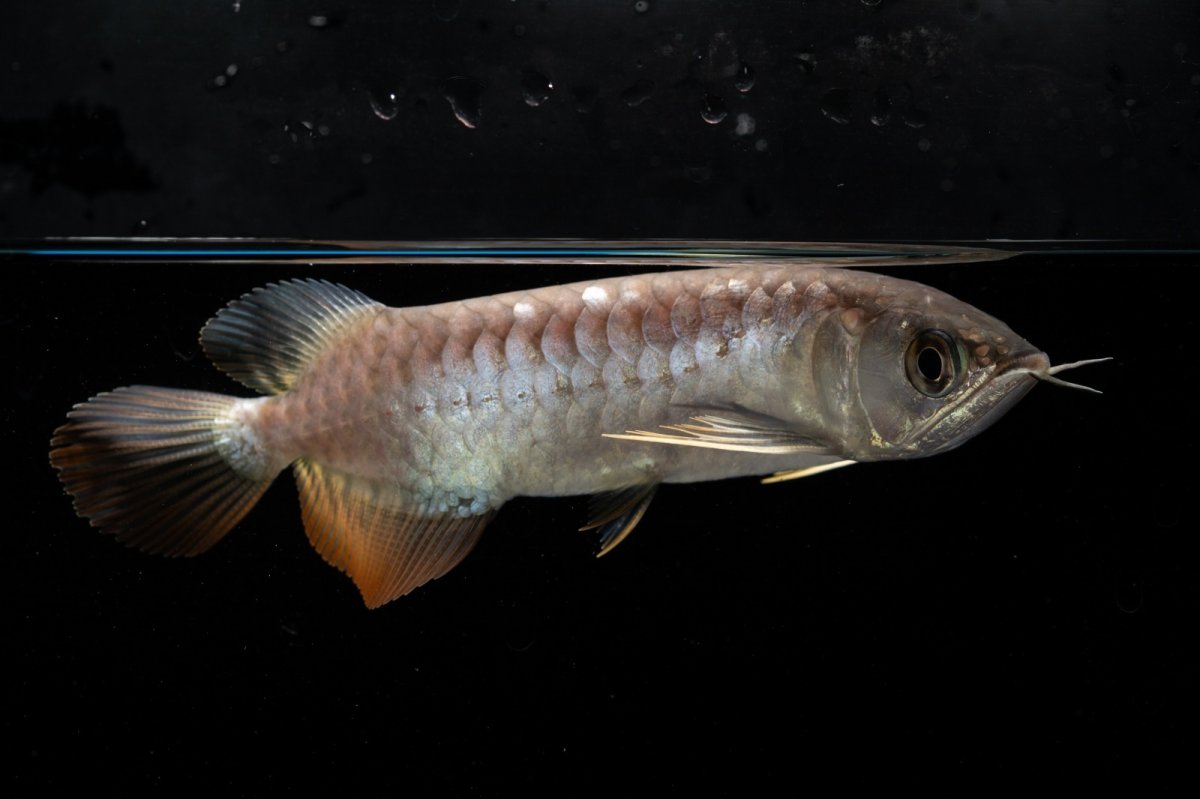 画像5: 紅尾金龍　NO.33（アクアリーダー産） (5)