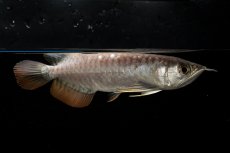 画像1: 紅尾金龍　NO.33（アクアリーダー産） (1)