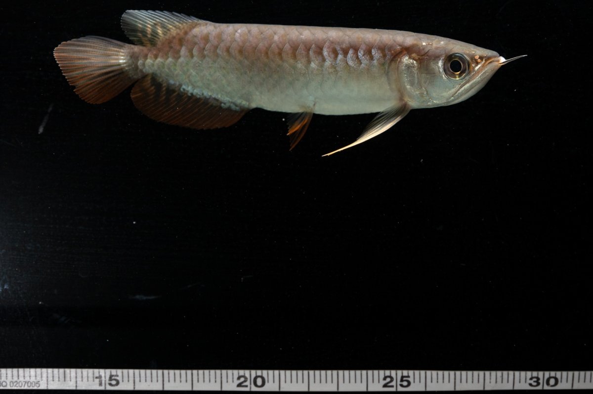 画像10: 紅尾金龍　NO.34（アクアリーダー産） (10)