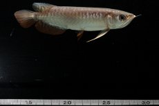 画像10: 紅尾金龍　NO.34（アクアリーダー産） (10)