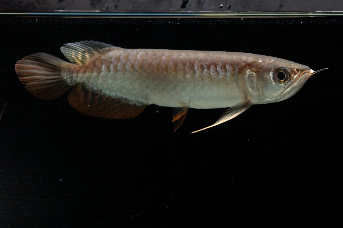 画像9: 紅尾金龍　NO.34（アクアリーダー産） (9)