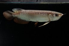 画像9: 紅尾金龍　NO.34（アクアリーダー産） (9)