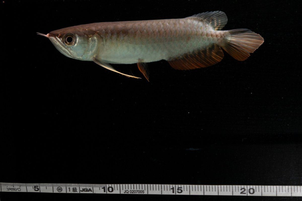 画像8: 紅尾金龍　NO.34（アクアリーダー産） (8)