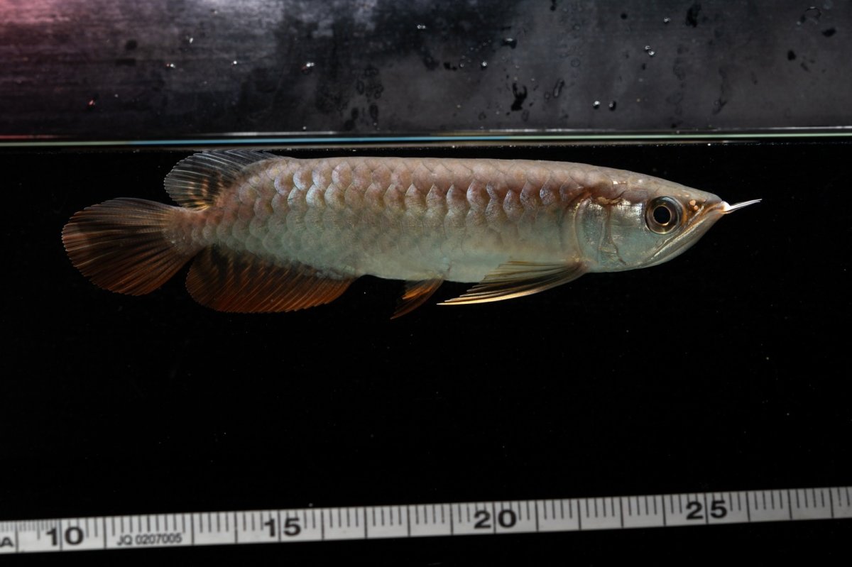 画像7: 紅尾金龍　NO.34（アクアリーダー産） (7)