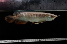 画像7: 紅尾金龍　NO.34（アクアリーダー産） (7)