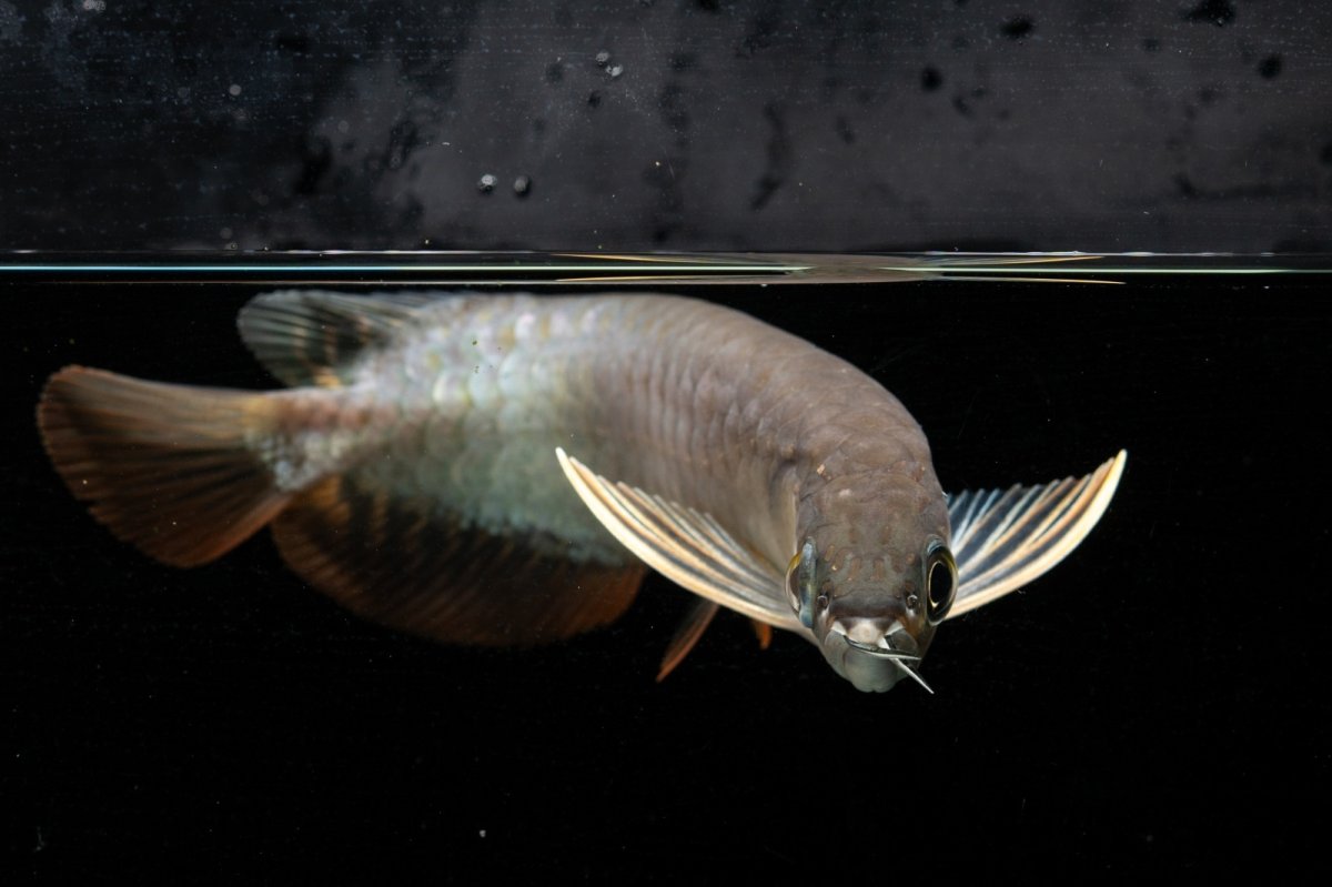 画像6: 紅尾金龍　NO.34（アクアリーダー産） (6)