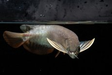 画像6: 紅尾金龍　NO.34（アクアリーダー産） (6)