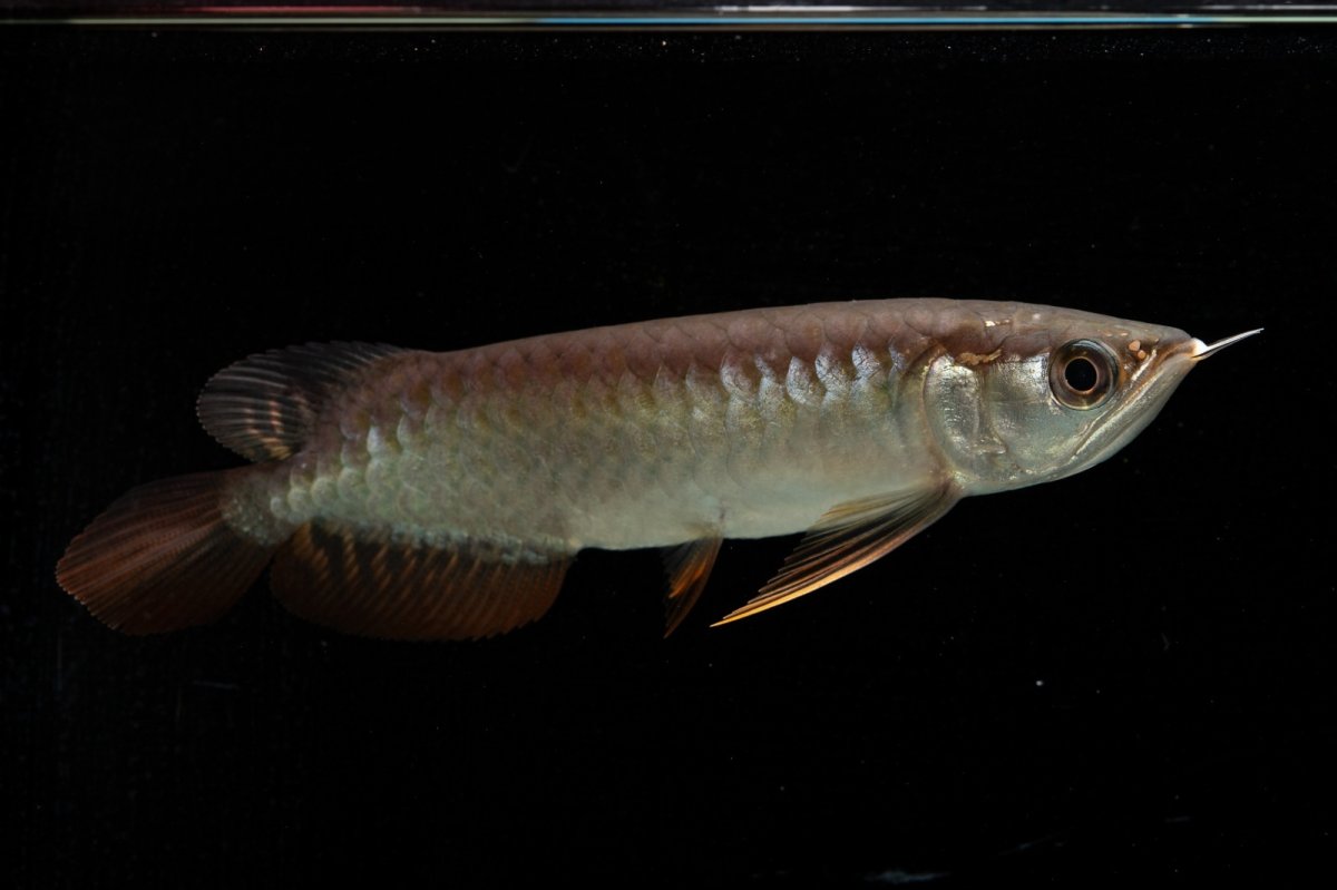 画像4: 紅尾金龍　NO.34（アクアリーダー産） (4)