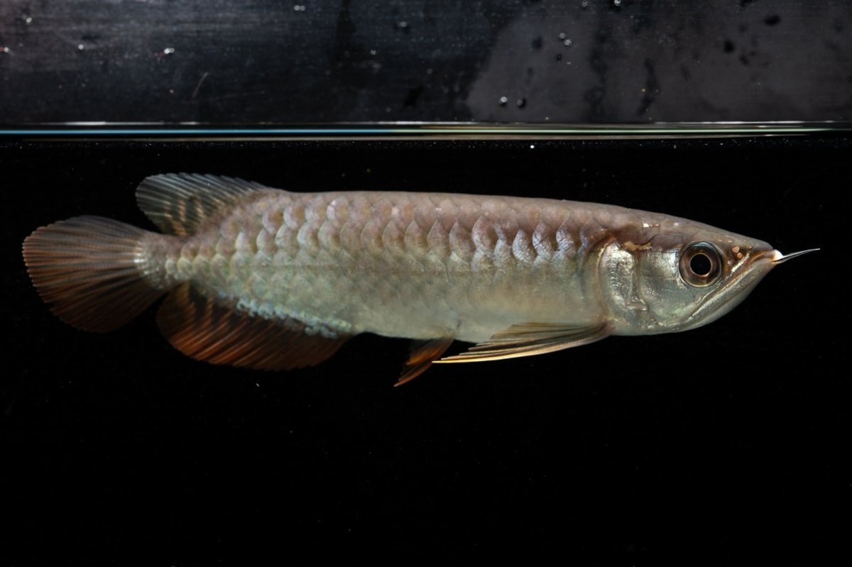 画像2: 紅尾金龍　NO.34（アクアリーダー産） (2)